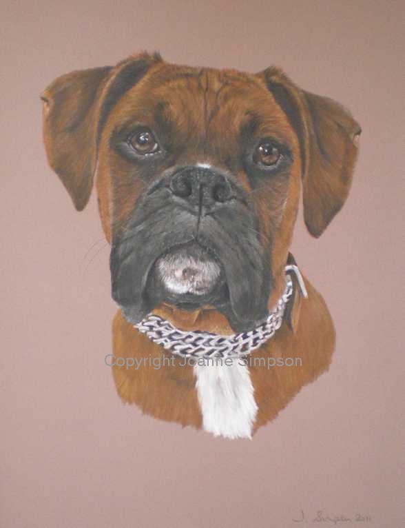 Boxer dog pet portrait by Joanne Simpson
